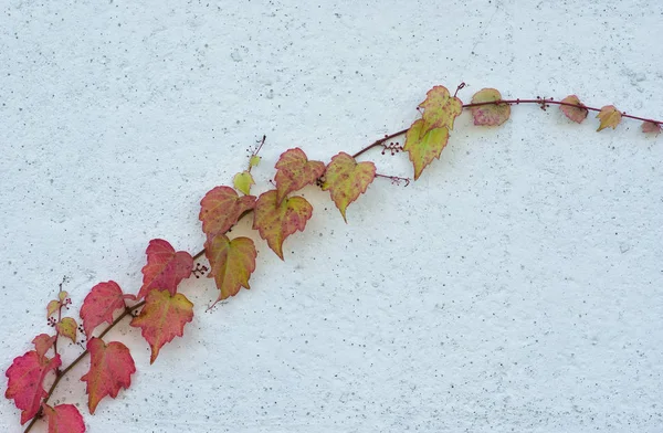 コンクリート壁に対する観賞用登山ブドウの枝 — ストック写真