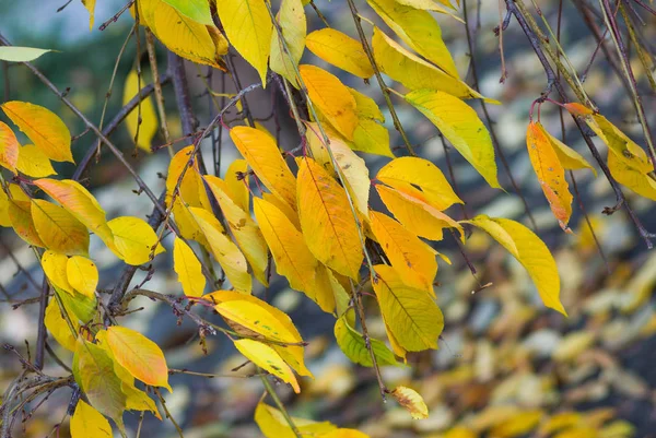 季節の背景 秋の美しい色 — ストック写真