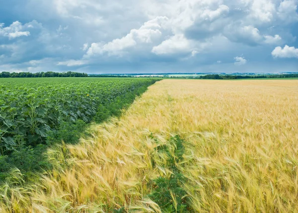 Ukrainian rural pre-storm landscape at summer season.