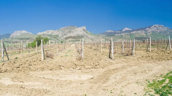 Paisagem Panorâmica Com Vinhas Leste Das Montanhas Crimeia Início Primavera — Fotografia de Stock