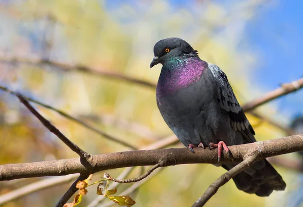 Lonely Pigeon Having Rest Branch Beautiful Sunny Autumnal Day — Stock Photo, Image