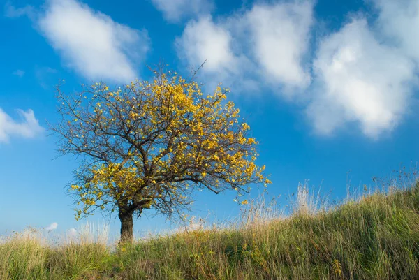 Lonely Apricot Tree Hill Blue Cloudy Sky Autumnal Time Royalty Free Stock Images