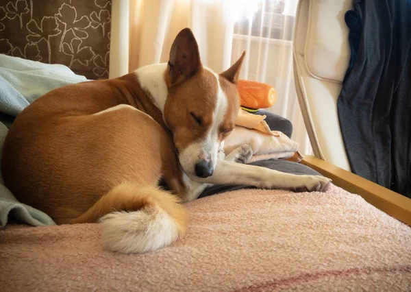 Schattige Basenji Hond Slapen Een Bank Wordt Alleen Thuis — Stockfoto