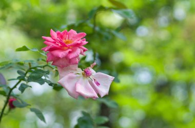 Onların yaşlılık güzel çifti.