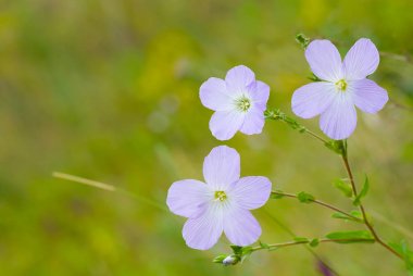 Yaz tarlalarında çiçek yaşamı.