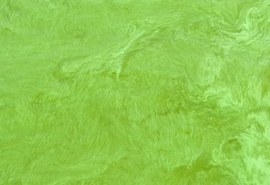 Doğal arka plan - Sıcak sezonda Cyanobacterias tarafından kaplı Ukrayna nehir Dnepr yüzeyi. 