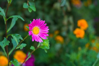 Rengarenk arka plan (Sığ Dof karşı bir yaz bahçesinde Aster çiçek Pembe çeşitli)