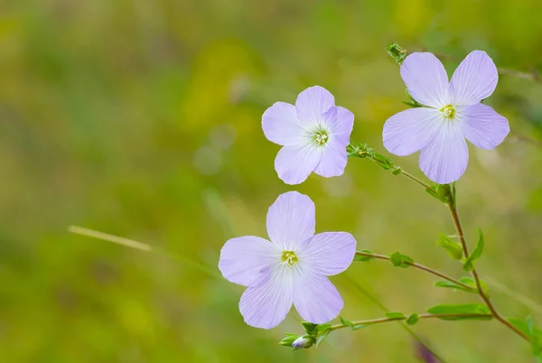 夏季田野中的花卉生活 — 图库照片