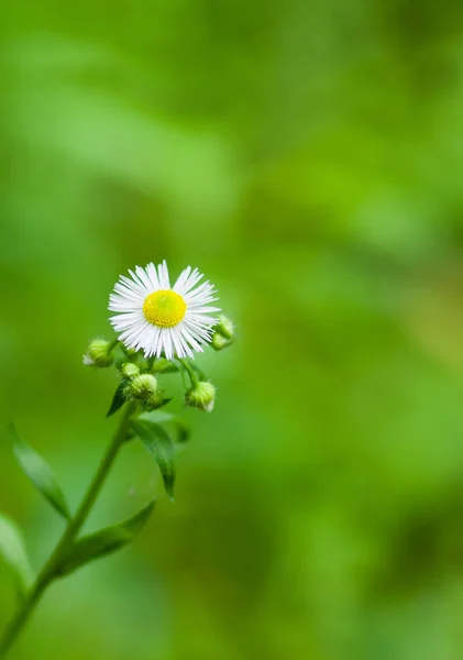 Vertical Loneliness Chamomile Family — Stock Photo, Image