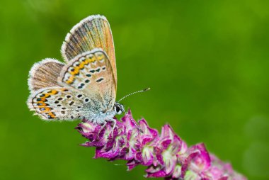 Koyu yeşil arka plan aleyhine yabani bir çiçek üzerinde Ortak Mavi (Polyommatus icarus) kelebek