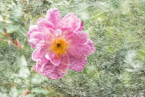 パターン化された氷の下に庭のバラのテクスチャヴィンテージイメージ — ストック写真
