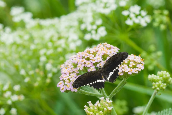 Schwarzer Anmutiger Schmetterling Einem Grünen Garten — Stockfoto