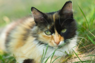 Çimenlerde yatan ve ciddi görünümlü üç renkli kedi yakın çekim portre.