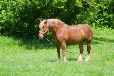 Arnold adında emekli taslak at yaz otlak üzerinde güneşte bereketli olduğunu.