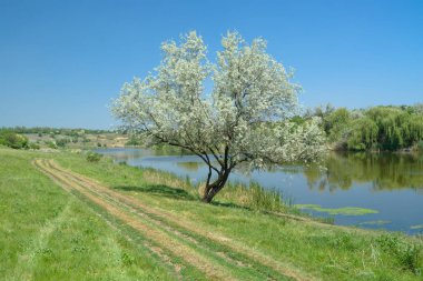 Küçük nehir Sura yanında yalnız silverberry ağacı ile Ukrayna kırsal erken yaz manzara.