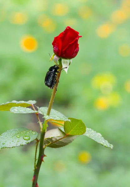 Lonely ordinary red rose at start of flowering time standing out against yellow-green garden background.