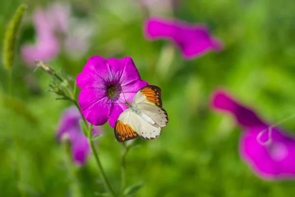 Bela Foto Pastel Flor Petúnia Dof Raso — Fotografia de Stock