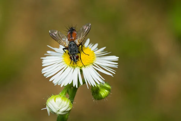 Mooie Blikkerig Fly Gewapend Door Spikes Zittend Kamille Zoek Naar — Stockfoto