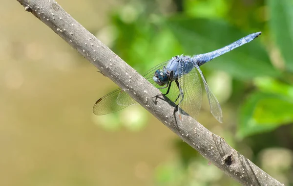 Libellula Pondhawk Orientale Sta Riposando Ramo — Foto Stock