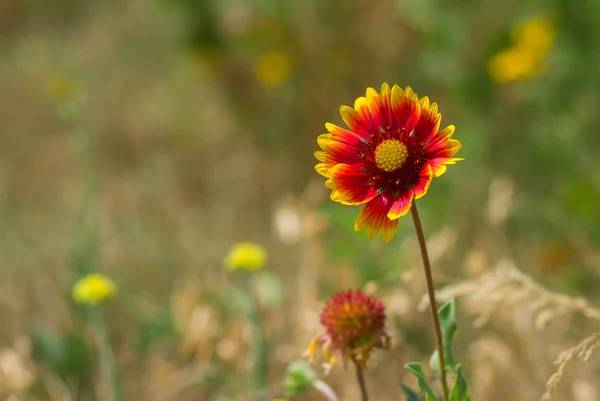 Feral Indian blanket flower in a summer wild field.