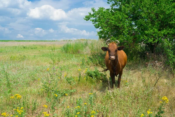 Paysages Été Dans Communauté Des Vaches Ukraniennes Tout Temps Attente — Photo