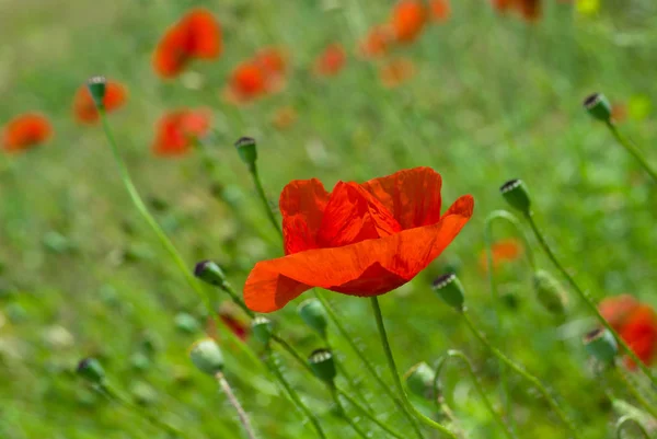 Half Opened Bud Red Poppy Field Summer Time — Stock Photo, Image