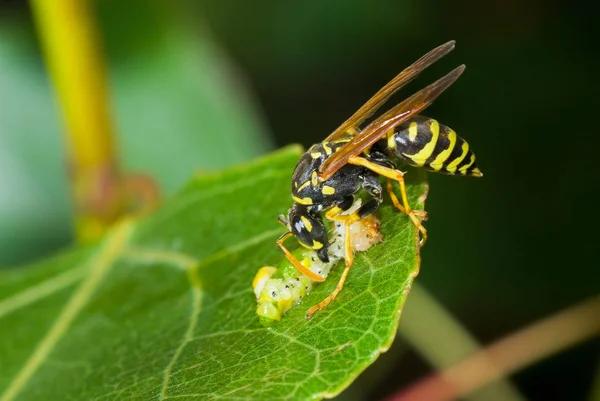 Roofdier Maaltijd Afgelegen Hoekje Big Wasp Eten Caterpillar Delicatessen — Stockfoto