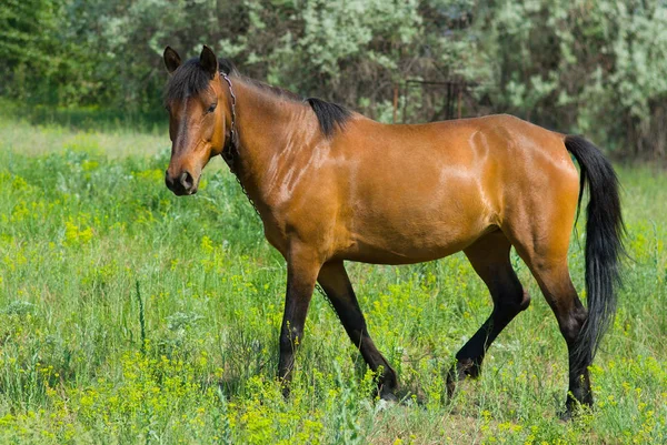 Cavalo Castanho Pensativo Égua Pasto Primavera — Fotografia de Stock