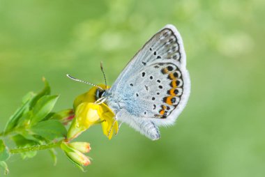 İlkbahar mevsiminde yabani bir çiçek üzerinde Ortak Mavi (Polyommatus icarus) kelebek.