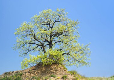 Bahar mevsiminde bulutsuz gökyüzüne karşı bir tepede muhteşem yalnız meşe.