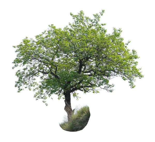 Samotne Drzewo Moreli Białym Tle — Zdjęcie stockowe