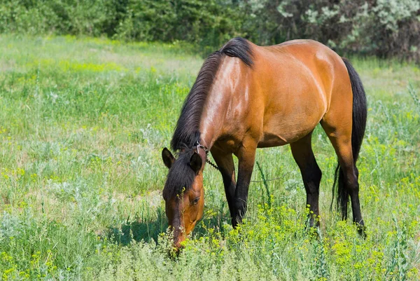Лошадь Кобыла Весеннем Пастбище — стоковое фото