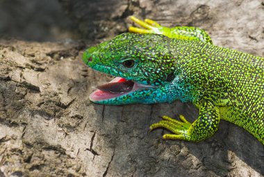 Avrupa yeşil kertenkelesi portresi (Lacerta viridis).