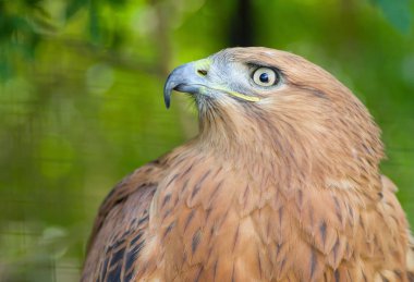 Yalta hayvanat bahçesinde Uzun Bacaklı Şahin (Buteo rufinus) Portresi.