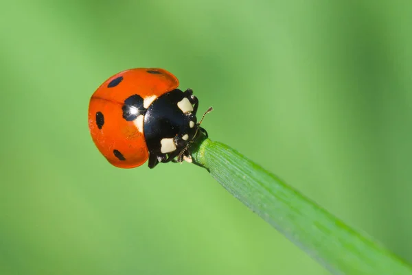 Ladybird Escalando Longo Lâmina Grama Verde — Fotografia de Stock