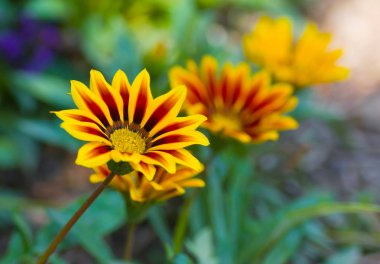 Çiçekler ve alacalı bahçe renkleri.