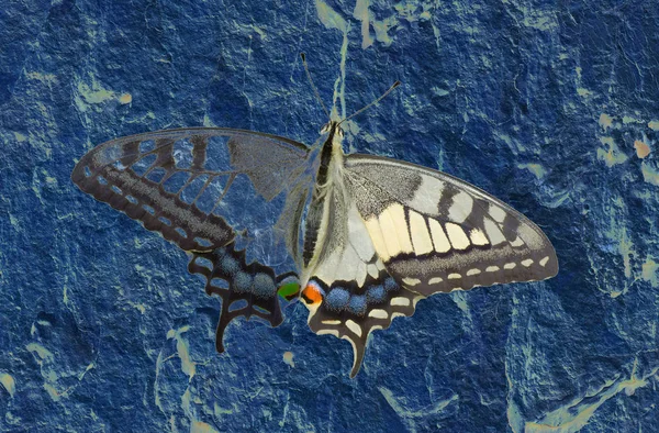 Image Texturée Tonique Papillon Papilio Machaon Old World Swallowtail — Photo