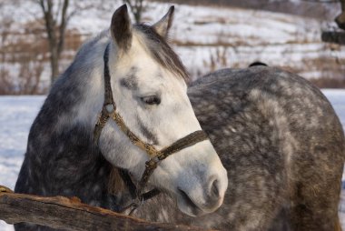 Güneşli kış gününde dappled mare portresi.