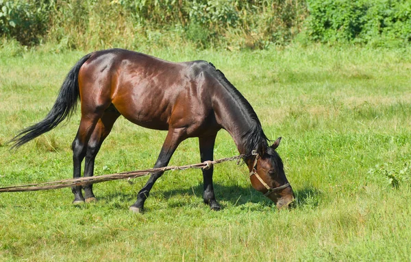 Caballo Bahía Semental Pasto Verano Está Tratando Llegar Poco Hierba —  Fotos de Stock