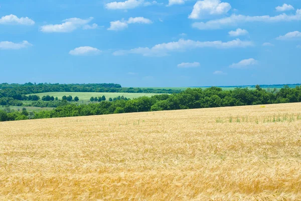 Typische Ukrainische Agrarlandschaft Zur Sommerzeit — Stockfoto