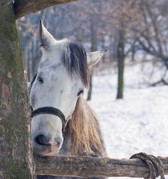 Torrão Mordidelas Cavalo Faminto Hora Inverno — Fotografia de Stock