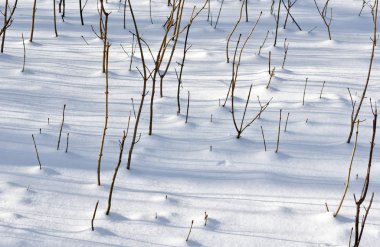 Kış manzarası. Genç filizler baharı bekliyor..