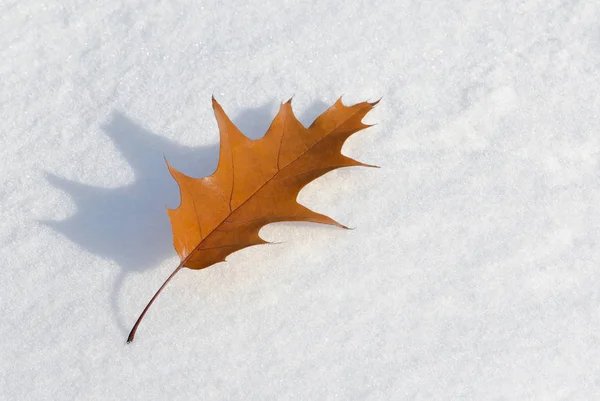 Suchý Javorový List Zimní Sníh Jasného Slunečného Dne — Stock fotografie