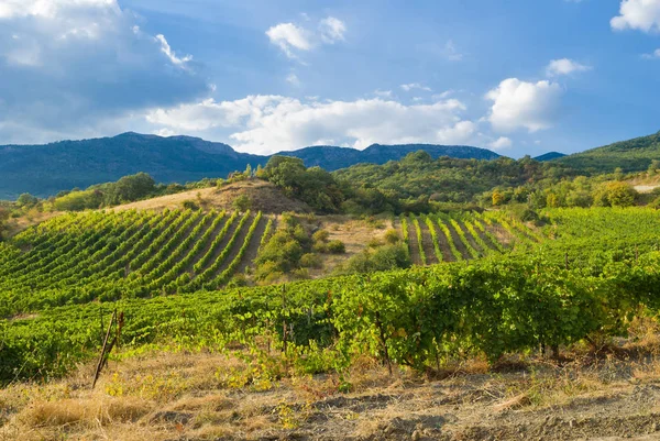 Las Montañas Viñedo Cielo Nublado Paisaje Típico Crimea Temporada Otoño — Foto de Stock