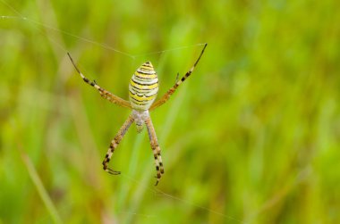 Sarı-siyah örümcek (Argiope Bruennichi) yaz tarlasında. 