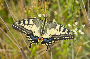 Eski Dünya Kırlangıç Kuyruğu (Papilio machaon) kelebeği kendi habitatında - orta Ukrayna'da bulunan alanda.