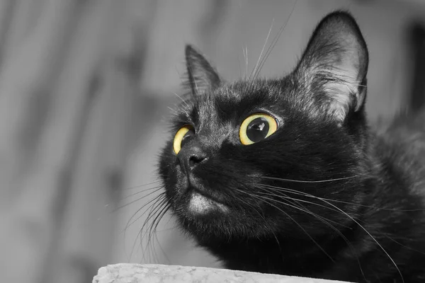 特写黑猫的肖像 黄眼睛向上看 以捕捉一些猎物 — 图库照片