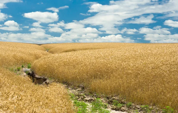 Sommer Weizenfeld Und Bodenerosion — Stockfoto