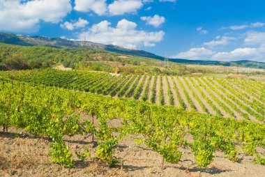 Gurzuf beldesi yakınlarındaki Kırım dağlarında genç üzüm bağları satırları.