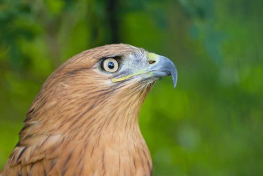 Uzun bacaklı Şahin Portresi (Buteo rufinus).